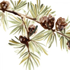 Simple Pine Cone III