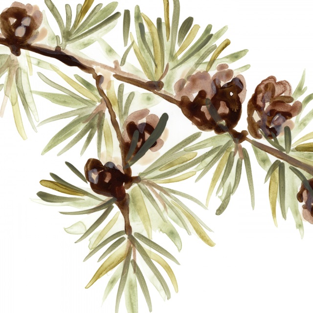 Pine Branches and Pine Cones – Alex's Garden Studio