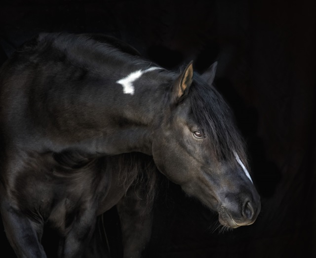 Equine Portrait IV