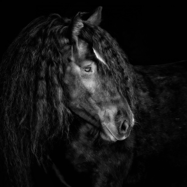 Equine Portrait IX
