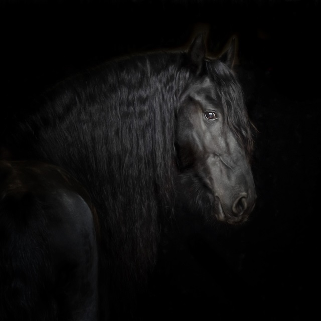 Equine Portrait X