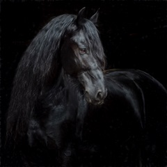 Equine Portrait XI