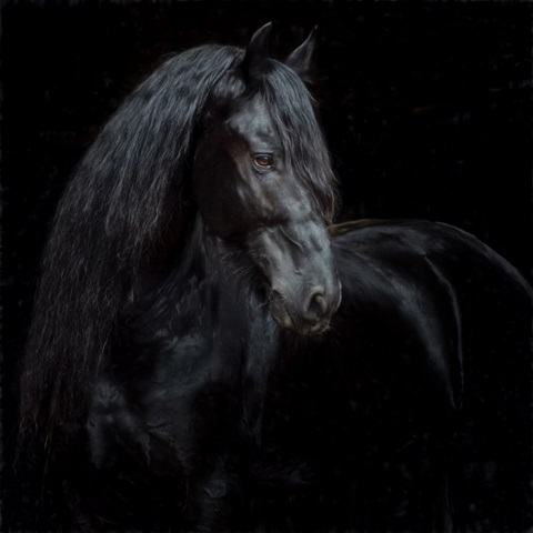 Equine Portrait XI