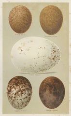 Antique Bird Egg Study III