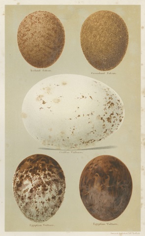 Antique Bird Egg Study III