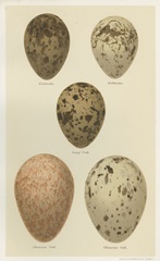 Antique Bird Egg Study IV