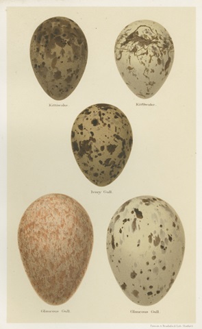 Antique Bird Egg Study IV