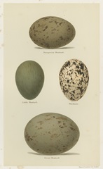 Antique Bird Egg Study V