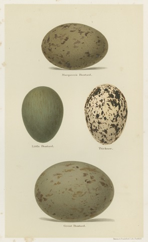 Antique Bird Egg Study V