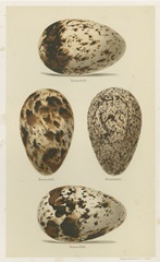 Antique Bird Egg Study VI