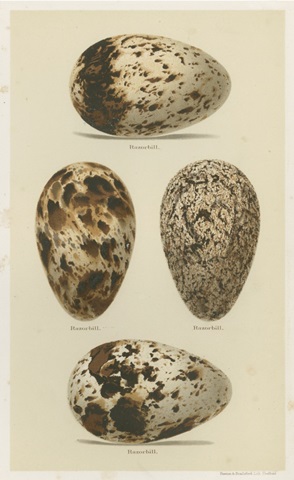 Antique Bird Egg Study VI