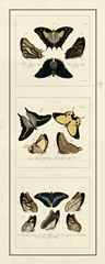 Antique Butterfly Panel I