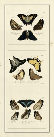Antique Butterfly Panel I
