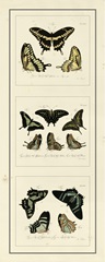 Antique Butterfly Panel II