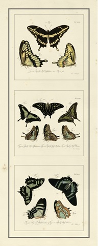 Antique Butterfly Panel II