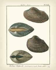 Arche Shells, Pl.306