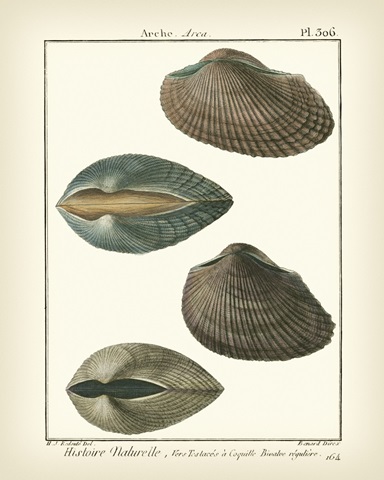 Arche Shells, Pl.306