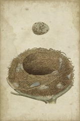 Bird's Nest Study I