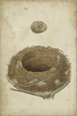 Bird's Nest Study I