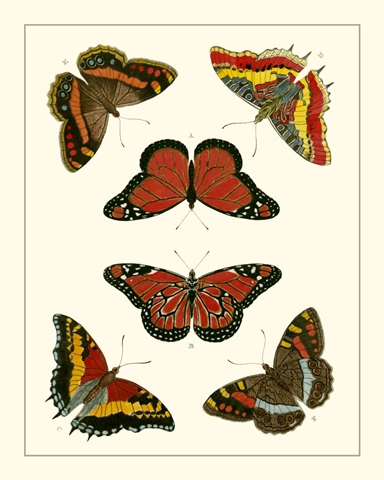Cramer Butterflies I