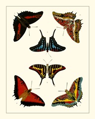 Cramer Butterflies II
