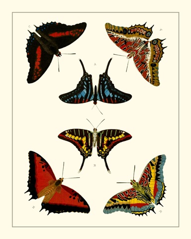 Cramer Butterflies II