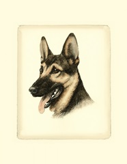 Danchin German Shepard