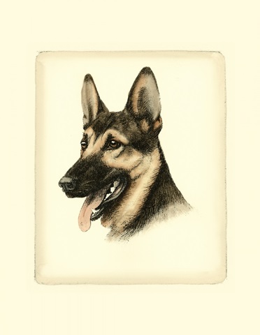 Danchin German Shepard