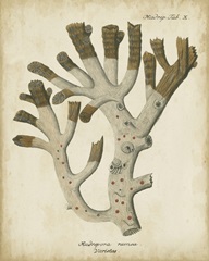 Esper Antique Coral II