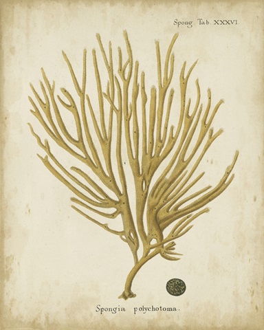 Esper Antique Coral IV