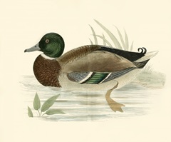 Morris Ducks I