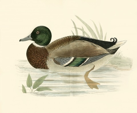Morris Ducks I