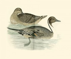 Morris Ducks III