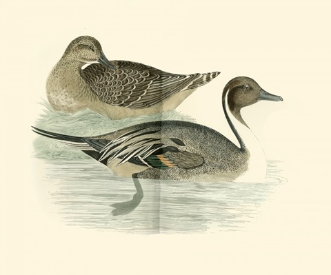 Morris Ducks III