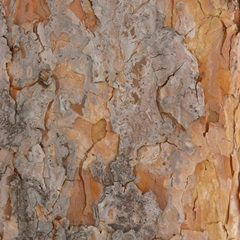 Nature's Textures VII