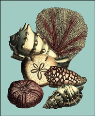 Printed Shell & Coral Collection I