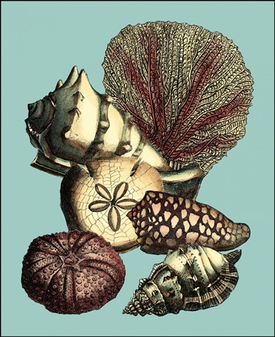 Printed Shell & Coral Collection I