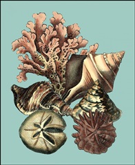 Printed Shell & Coral Collection II