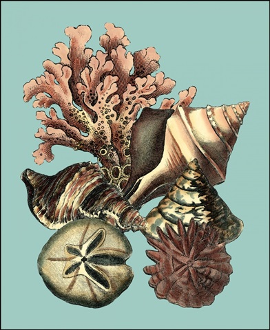 Printed Shell & Coral Collection II