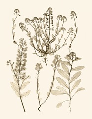 Sepia Nature Study III