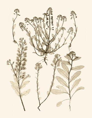 Sepia Nature Study III