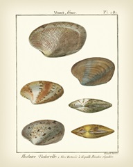 Venus Shells, Pl.281