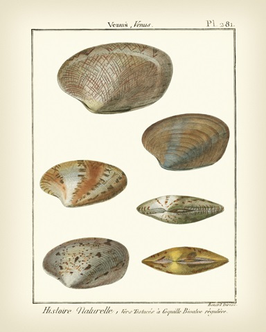 Venus Shells, Pl.281