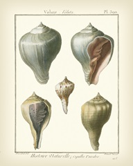 Volute Shells, Pl.390