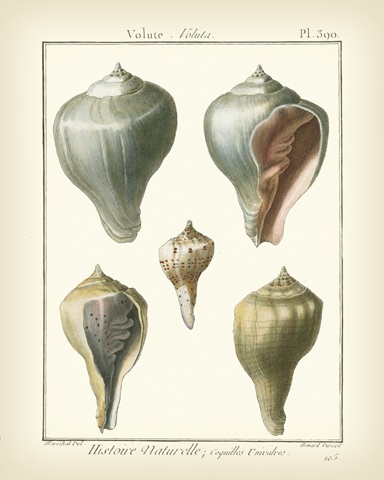 Volute Shells, Pl.390
