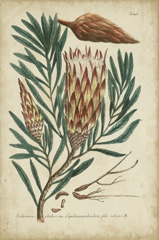 Weinmann Foliage & Fruit III