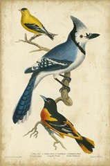 Wilson's Blue Jay
