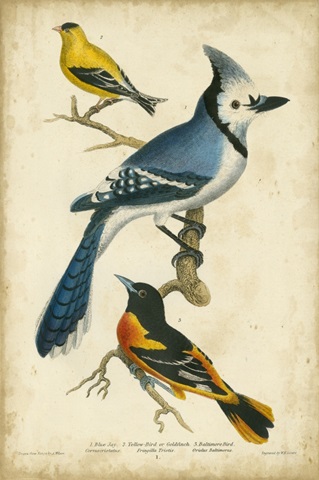 Wilson's Blue Jay