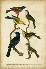 Wilson's Painted Bunting