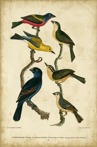 Wilson's Painted Bunting